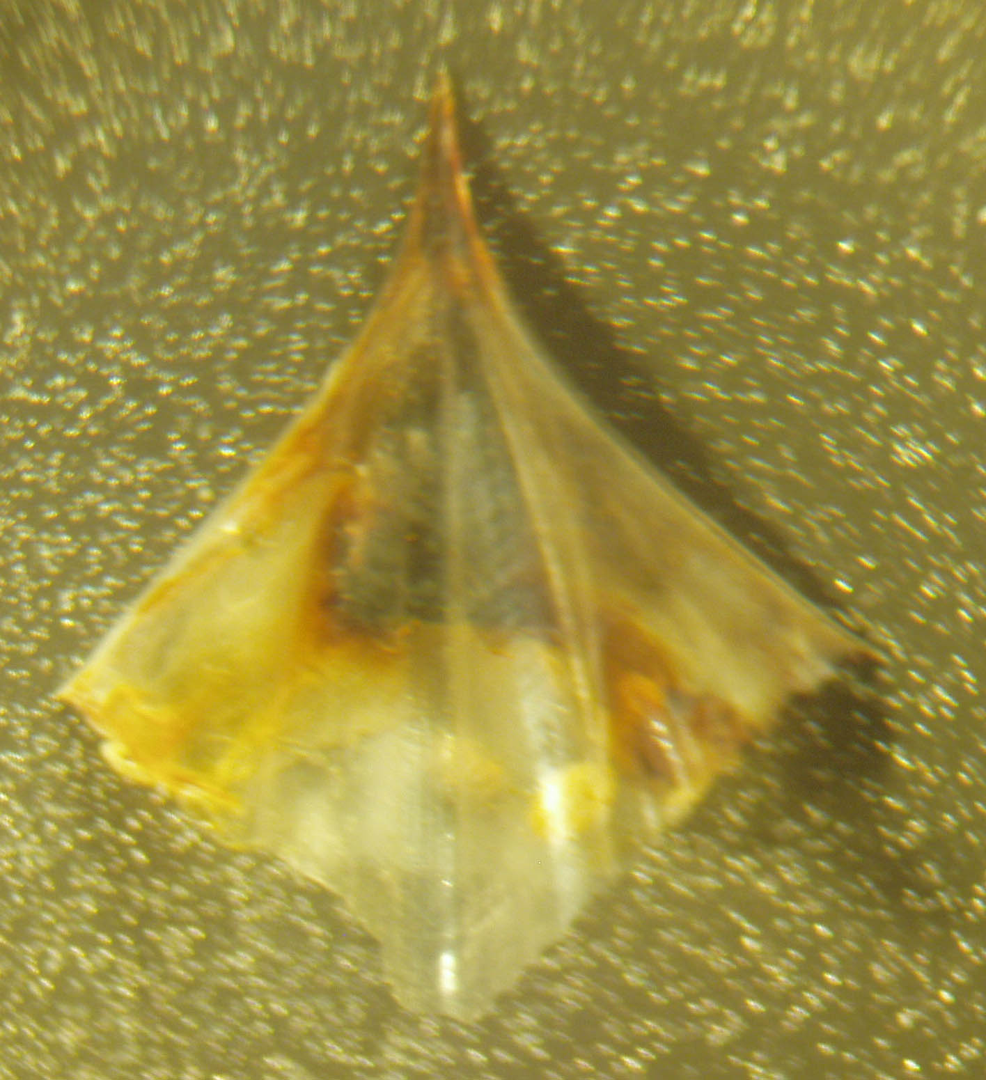 Clio pyramidata